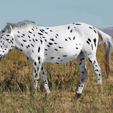 La généalogie du cheval bouleversée