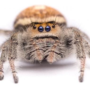 Une araignée dressée pour sauter