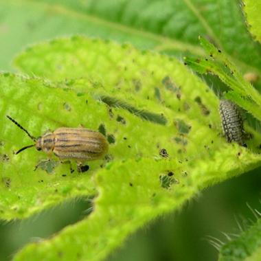 Un coléoptère contre l&#039;ambroisie ?