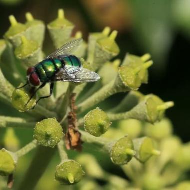 Voir la vidéo de Septembre : le cerisier jaunit et le lierre fleurit