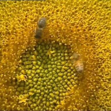 Voir la vidéo de Abeilles sous surveillance