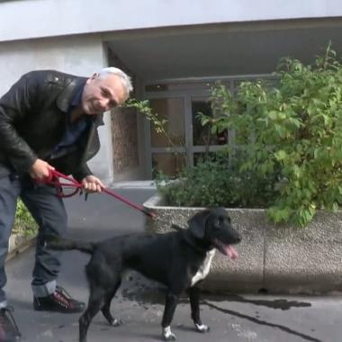 Voir la vidéo de Les dessous de la promenade du chien 