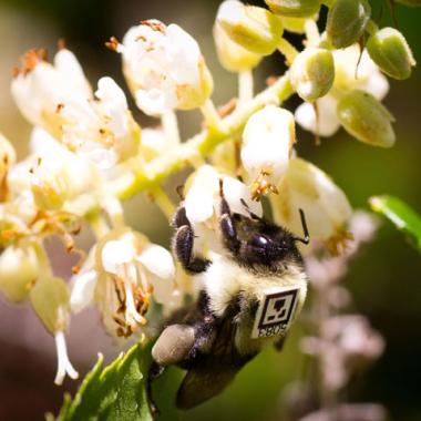 Face aux néonicotinoïdes, les colonies d’insectes ont le bourdon