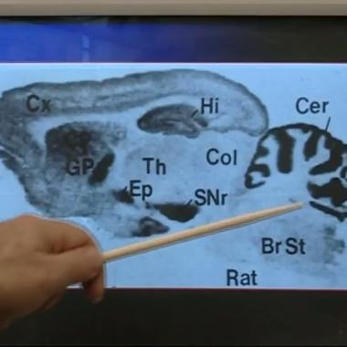 Voir la vidéo de Des souris et des doses