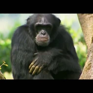 Voir la vidéo de Nos frères de la forêt