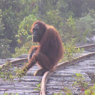 La résilience des orangs-outans