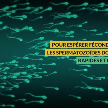 Voir la vidéo de Spermatozoides en difficultés