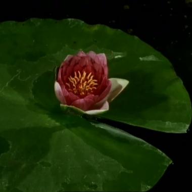 Voir la vidéo de Floraison de fleurs diverses