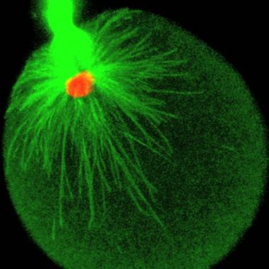 Voir la vidéo de Ovocyte