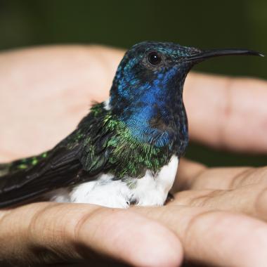 Voir la vidéo de Un plumage contre le harcèlement 