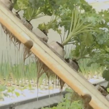 Voir la vidéo de Aquaponie, l’agriculture du futur ?