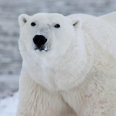 Voir la vidéo de Les ours polaires s’adaptent à la fonte des glaces