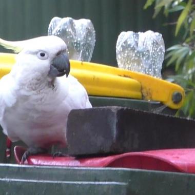 Voir la vidéo de Poubelles pillées : cacatoès « versus » humains !