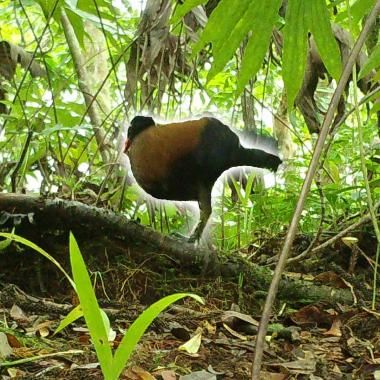 Voir la vidéo de Premières images d’un oiseau réputé disparu