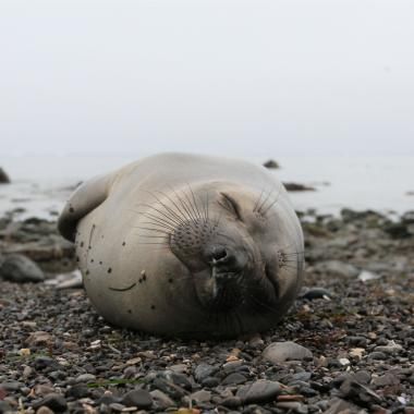 Voir la vidéo de Éléphant de mer : une technique de sommeil pour se mettre à l’abri