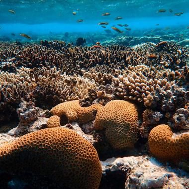 Voir la vidéo de Canicule marine : la Méditerranée en surchauffe