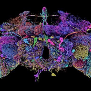 Voir la vidéo de Un cerveau de mouche cartographié pour la première fois