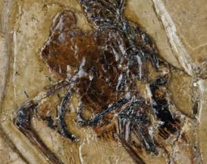 Un oiseau fossilisé découvert avec son œuf