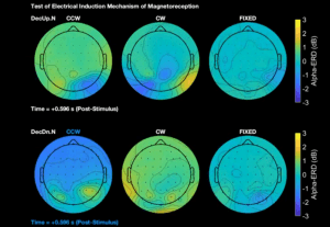 Le cerveau humain perçoit le champ magnétique terrestre