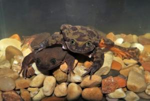 Des scientifiques alertent sur une pandémie mortelle pour les amphibiens