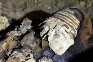  Un sarcophage égyptien ouvert en direct à la télévision 