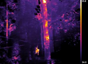 Bornéo : les orangs-outans observés comme des étoiles