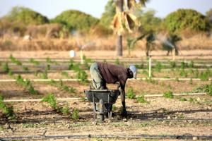  Contre le paludisme : l&#039;artemisia inquiète les scientifiques