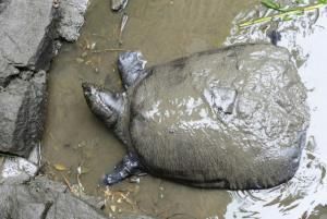 La tortue du Yangtsé au bord de l’extinction après une insémination ratée 