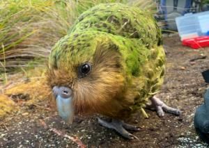 Le kakapo, plus gros perroquet du monde, profite du réchauffement climatique