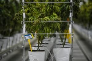 Cannabis thérapeutique en France : auditions en cours