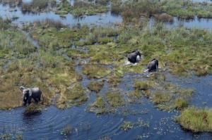 Le Botswana lève l’interdiction de chasser l’éléphant