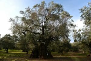 Xylella, la bactérie tueuse d’oliviers, pourrait s’étendre en Europe 