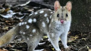 Réintroduction du chat marsupial moucheté