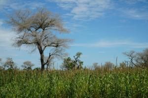 Faidherbia Albida, arbre refuge de l&#039;agriculture sahélienne 