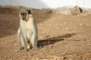 Singes verts : des cris d’alarme pour l’aigle... et le drone