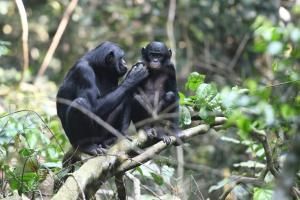 Comment les mères bonobos aident leurs fils à se reproduire