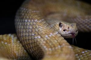  L’OMS veut s’attaquer aux morsures mortelles de serpents