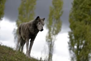 Plan loup : une nouvelle mouture controversée