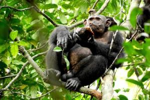 Des tortues au menu des chimpanzés 