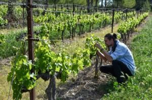 L’agroforesterie étend ses racines en France et dans le monde