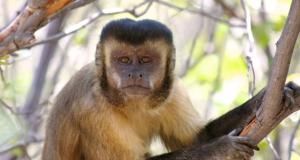 Singes capucins : des outils qui ont changé depuis 300 ans ?