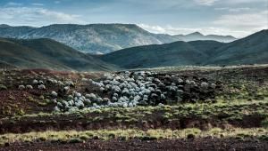 Espèces menacées : un logiciel qui combine les données génétiques et environnementales 