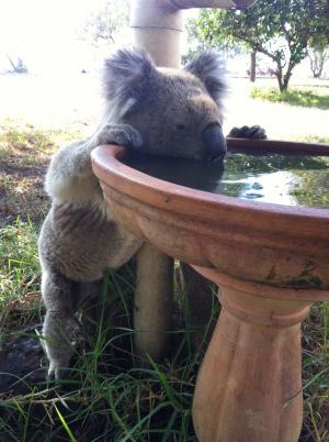 Des distributeurs d’eau pour koala assoiffé