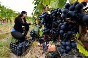 L’agriculture biologique française a connu une « année record » en 2018 