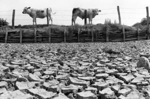 France : six grandes vagues de chaleur depuis l’été 1976 