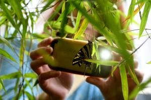 Envie de musarder utile cet été ? Faites des sciences participatives