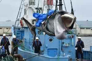 Japon : premières prises de baleines à des fins commerciales depuis 31 ans 