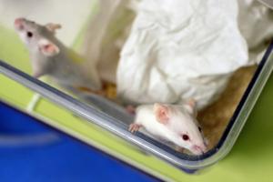 Des chercheurs éliminent le virus du sida chez des souris infectées