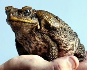 Australie : le cauchemar du crapaud-buffle