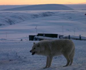 Record de chaleur au point habité le plus au nord de la Terre 